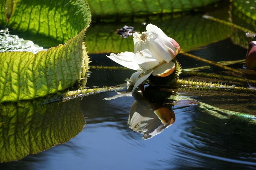 パラグアイオニバスの花を訪ねて 街が好き